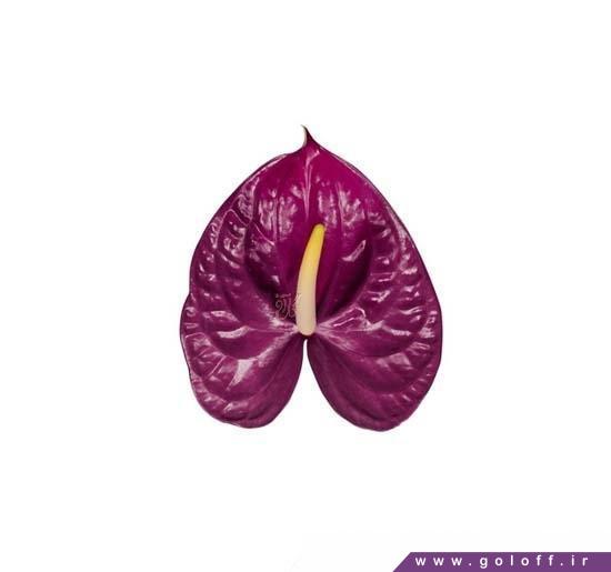 گل فروشی اینترنتی - گل آنتوریوم روکست - Anthorium | گل آف